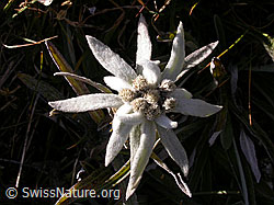 Photo: Edelweissblüte