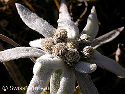 Photo: Edelweiss, Nahaufnahme