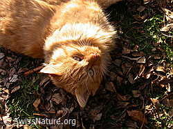 Photo: House cat (Felis catus)