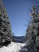 F018133: Fussspuren zwischen verschneiten Tannen