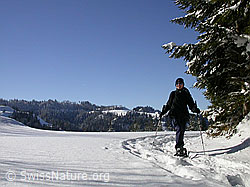 F018140: Schneeschuläuferin unterwegs in Winterlandschaft