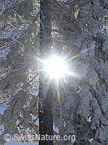 F018197: Verschneite Tanne und Sonnenstrahlen