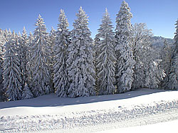 F018208: Fahrstrasse am verschneiten Waldrand