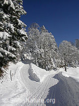 F018244: Gabelung eines Fahrwegs in Winterlandschaft