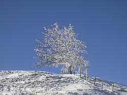 F018282: Weidezaun und Baum mit Schnee
