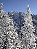 F018296: Farnliesel und verschneite Tannen