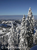 F018346: Tief verschneite Tannen, Emmental, Nebelmeer