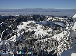F018348: Sonnige Winterlandschaft mit Nebelmeer und verschneiten Wäldern