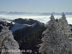 F018356: Farnliesel, Wasen: Berge, Nebel, Tannen mit Schnee