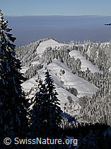 F018358: Emmentaler Hügel mit Schnee, Wald, Nebelmeer
