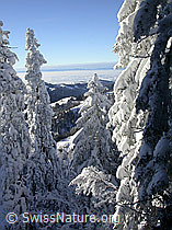 F018363: Farnliesel: Verschneite Tannen