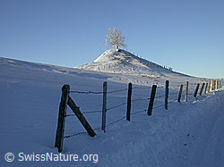 F018386: Winterlandschaft mit Zaun und Baum auf Hügel