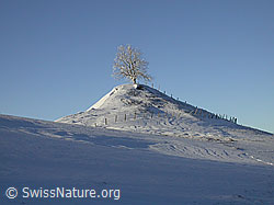 F018388: Hügel mit Baum und Weidezaun im Sonnenlicht