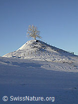 F018390: Verschneiter Baum auf kleinem Hügel