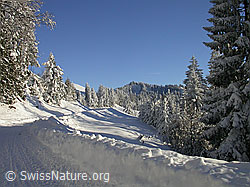 F018398: Gepflügte Strasse bei Hinterarni und Farnliesel