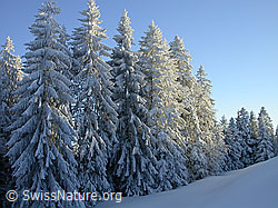 F018411: Streiflicht auf tief verschneiten Tannen