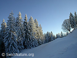 F018413: Abendlicht auf tief verschneitem Tannenwald