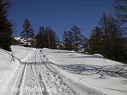 F018499: Winterwanderweg  im Lärchenwald bei Eggerebode