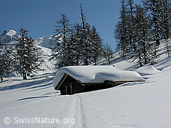 F018720: Winterlandschaft mit Alphütte am Waldrand und Berge