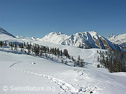 F018737: Spuren im Schnee