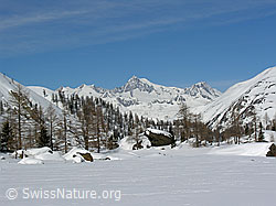 F021330: Winterlandschaft mit Aletschhorn