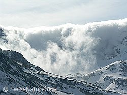 F021461: Föhnwalze, Ausschnitt