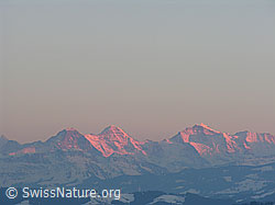 F021535: Alpenglühen auf Eiger, Mönch und Jungfrau