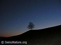 F021543: Abendstimmung mit Baum