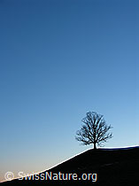 F021545: Abendstimmung mit Baum auf Hügel