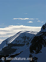 F021641: Rauflihorn vom Ankestock