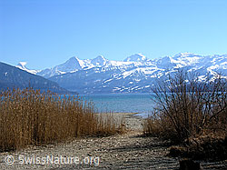 F021769: Thunersee, Berner Oberland