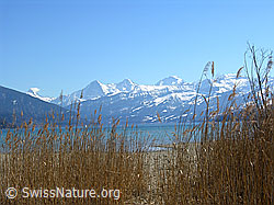 F021771: Thunersee mit Schilfgras am Ufer