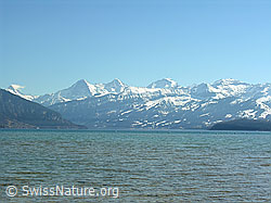 F021781: Thunersee mit Berner Alpen