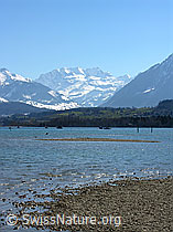 F021787: Thunersee und Blüemlisalp