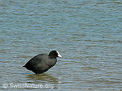 Foto: Wasservogel: Blässhuhn