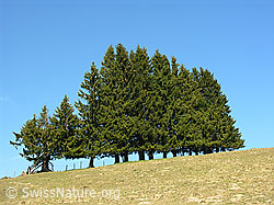 F021863: Reihe mit Tannen