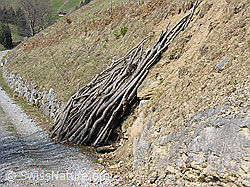 F021875: Gesammelte Holzäste am Wegrand