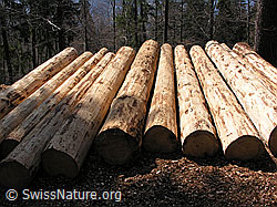 F021884: Entrindete Baumstämme