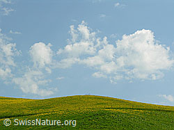 F022063: Hügel mit Löwenzahn und blauer Himmel mit Wolken