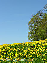 F022078: Löwenzahnwiese, Waldrand, blauer Himmel