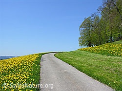 F022083: Strasse zwischen Löwenzahnwiese und Waldrand