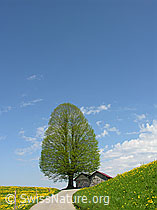 F022089: Linde, Löwenzahnwiese, Hütten, blauer Himmel