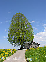 F022092: Strasse, Linde, Löwenzahnwiese, Hütten, blauer Himmel