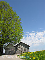 F022096: Hütten unter Linde, blühender Löwenzahn