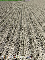 F022108: Frisch bestellter Kartoffelacker