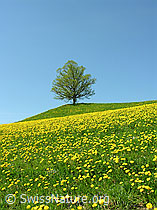 F022117: Linde auf Hügel und Wiese mit gelbem Löwenzahn