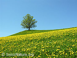 F022118: Löwenzahn in voller Blüte, dahinter Linde auf Hügel