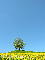 F022127: Gelbe Löwenzahnwiese und grüner Hügel mit Baum