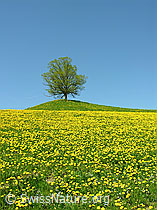 F022128: Blühender Löwenzahn; Baum auf Hügel; blauer Himmel