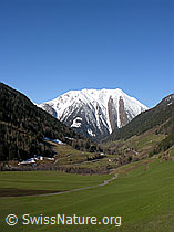 F022182: Grüne Wiese und verschneiter Berg im Binntal